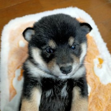 柴犬(標準サイズ)【北海道・女の子・2023年2月11日・黒】の写真「可愛い女の子」