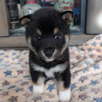 柴犬(豆柴)【北海道・男の子・2024年8月22日・黒】の写真「元気いっぱいで手が可愛いです！」
