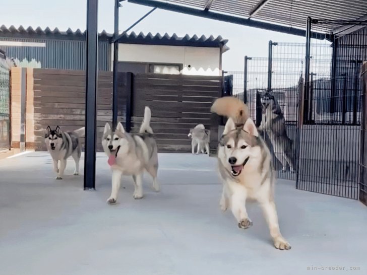 梅木　信司(うめき　しんじ)ブリーダー(香川県・シベリアンハスキーなど・JKC登録)の紹介写真7