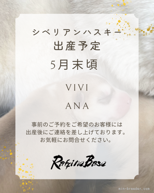 梅木信司ブリーダーのブログ：シベリアンハスキー出産予定