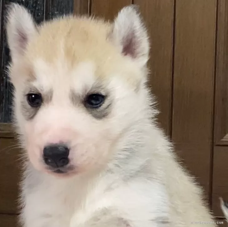 ID:2412-05270の子犬