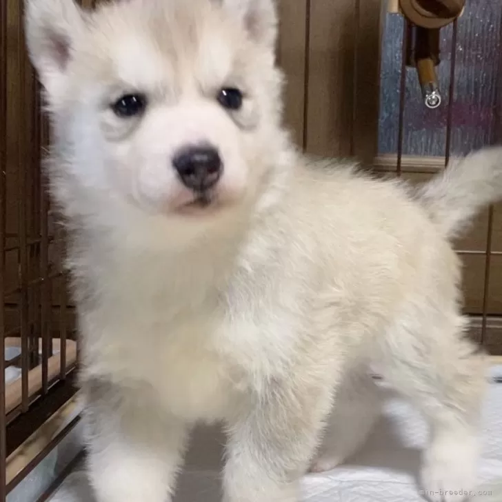 E.U 様のお迎えした子犬