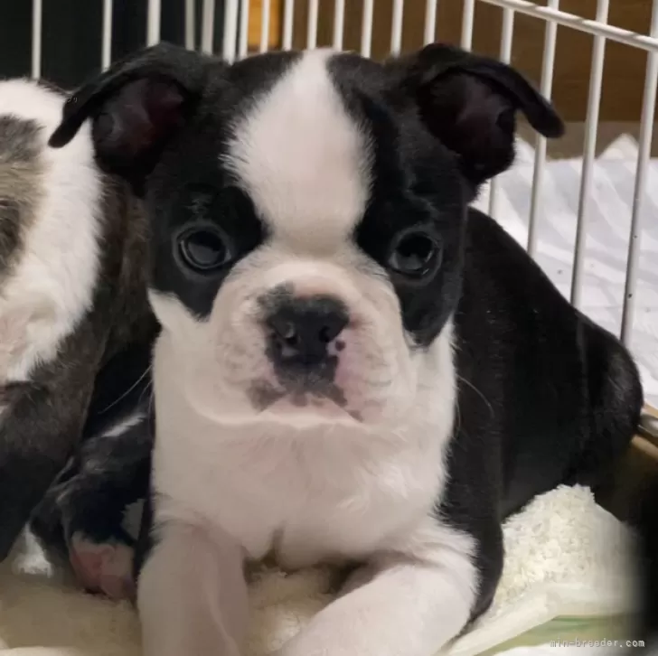 A.U 様のお迎えした子犬