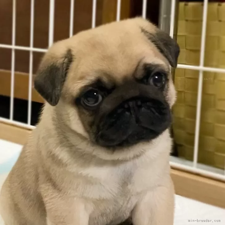 りんご 様のお迎えした子犬