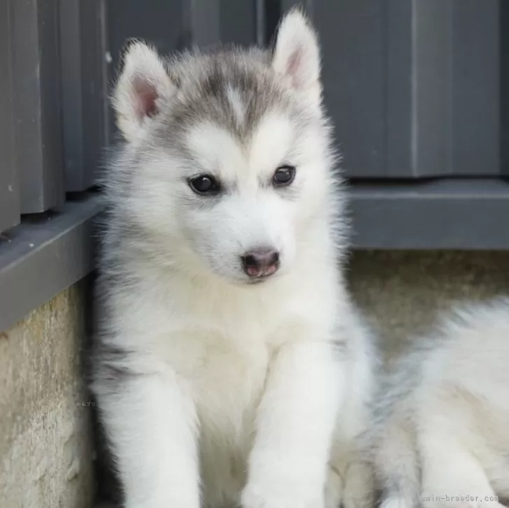 E.Y 様のお迎えした子犬