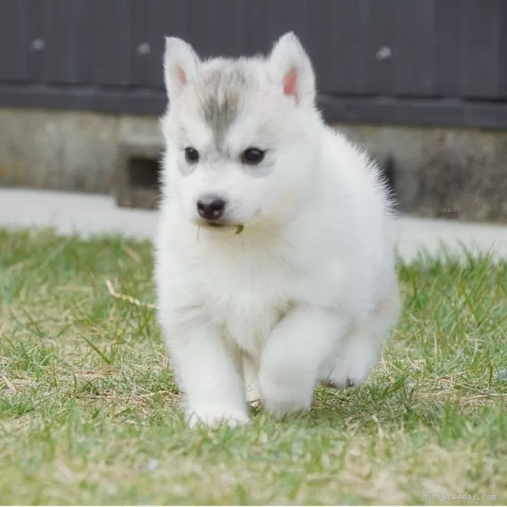 しおこ 様のお迎えした子犬