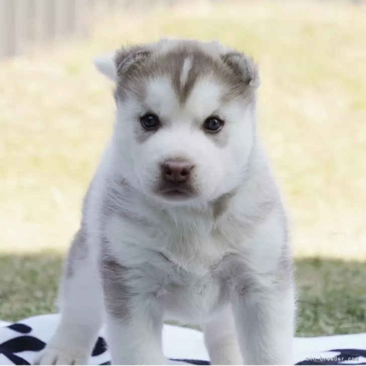 ID：2511-04095の子犬