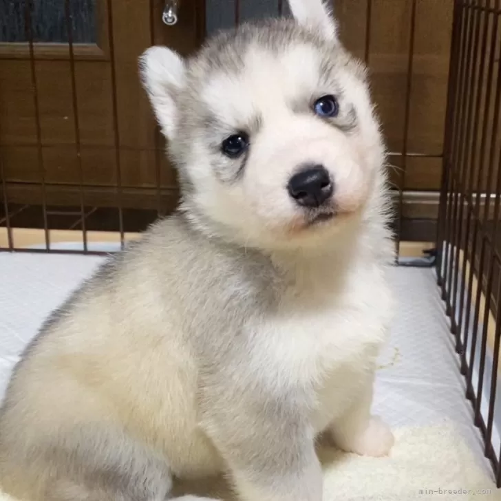 A.K 様のお迎えした子犬