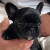 フレンチブルドッグ