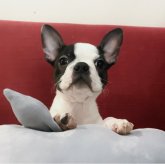 ボストンテリア