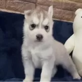 シベリアンハスキー