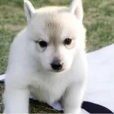 シベリアンハスキー【香川県・女の子・2025年10月8日・シルバー&ホワイト】の写真1