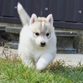 シベリアンハスキー