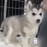シベリアンハスキー
