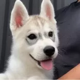 シベリアンハスキー