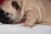 フレンチブルドッグ【香川県・女の子・2025年10月8日・フォーン】の写真4