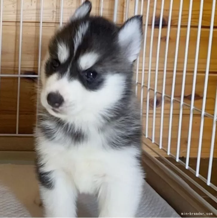ID：2401-07018の子犬