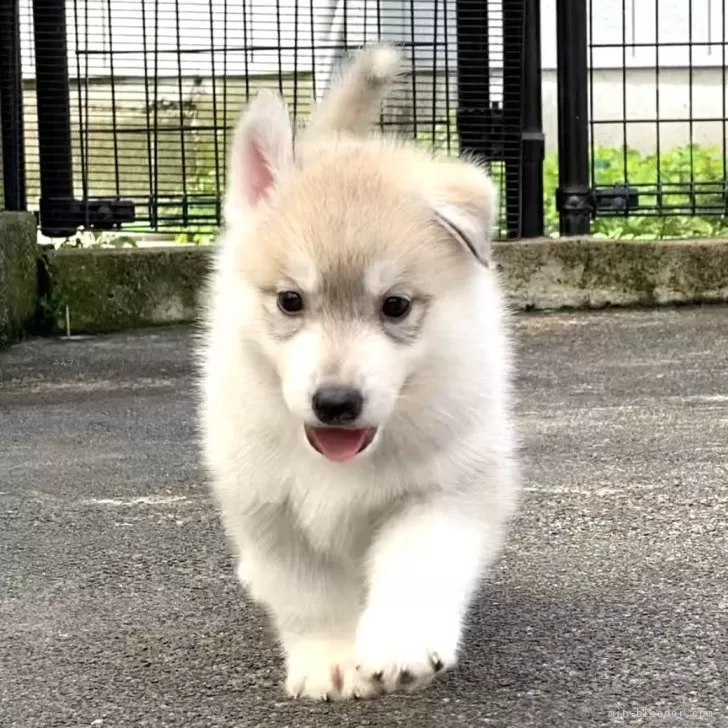 ID:2409-04311の子犬