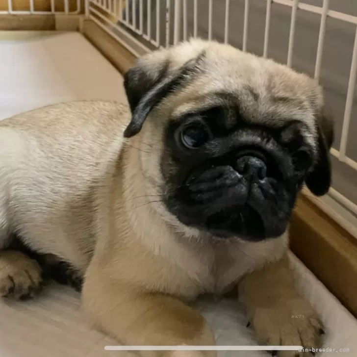 ID:2407-02722の子犬