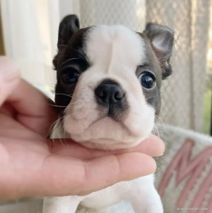 ももん 様のお迎えした子犬
