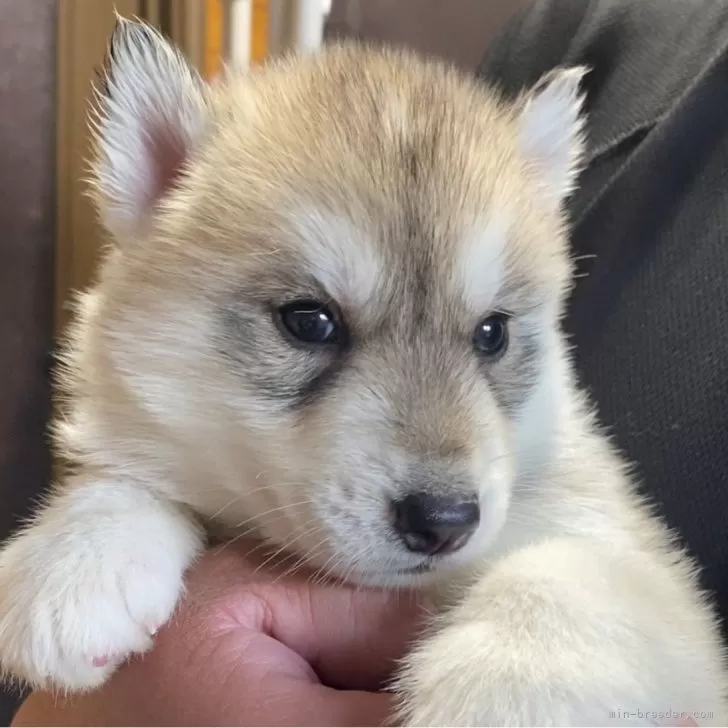 ID:2401-06998の子犬