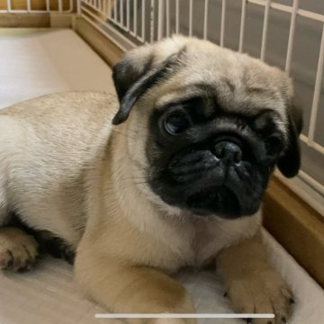パグ【香川県・男の子・2024年6月9日・フォーン】の写真「ハンサム男子(^^)」