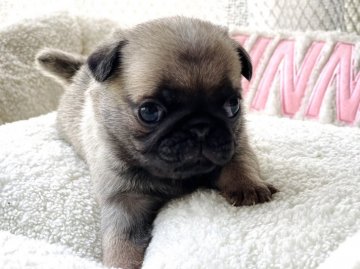 パグ【香川県・女の子・2022年4月13日・フォーン】の写真「5/31までの掲載ですm(__)m」