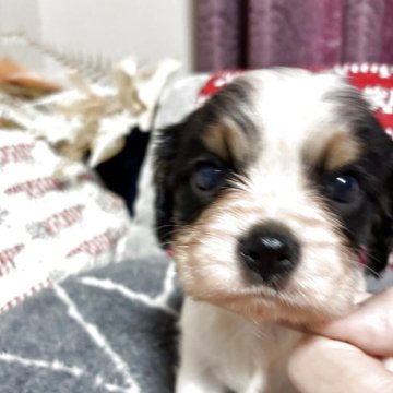 キャバリア【山形県・女の子・2025年9月22日・トライ】の写真「唯一の可愛い女の子です」