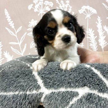 キャバリア【山形県・女の子・2025年9月22日・トライ】の写真「唯一の可愛い女の子です」