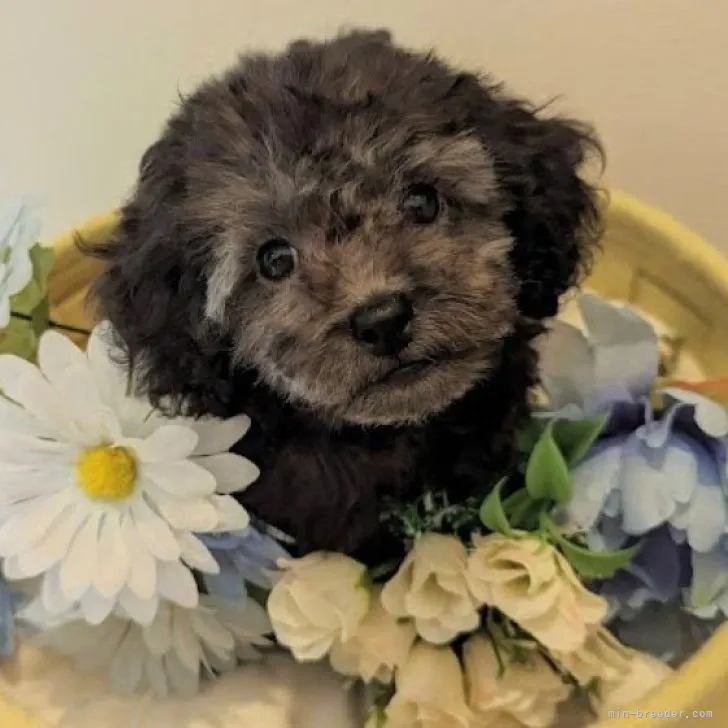 ID:2306-01982の子犬