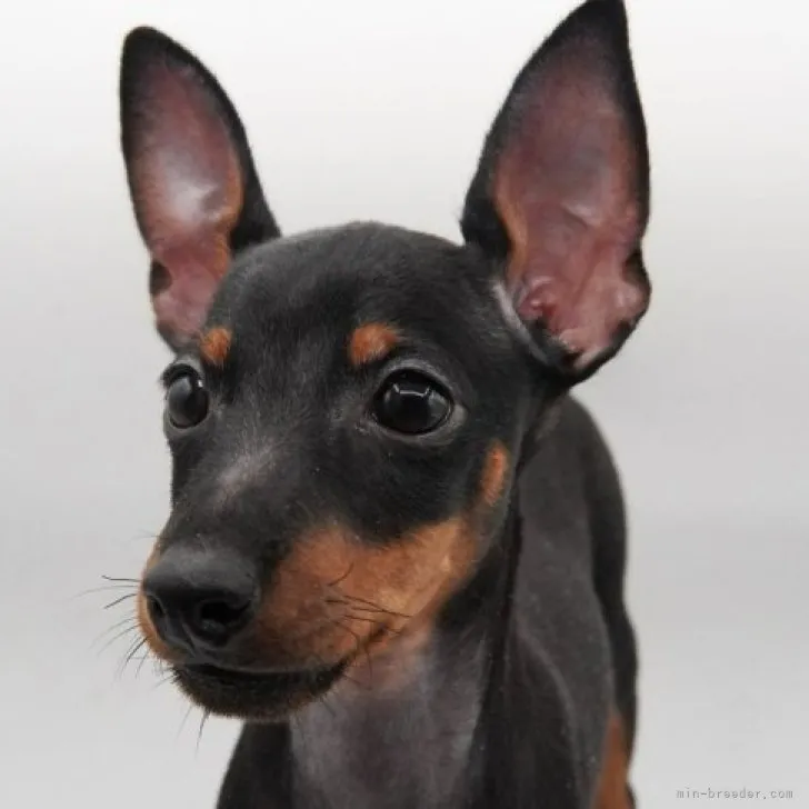 ID：2312-00354の子犬