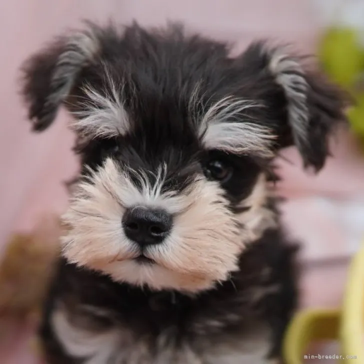 ID：2306-05936の子犬