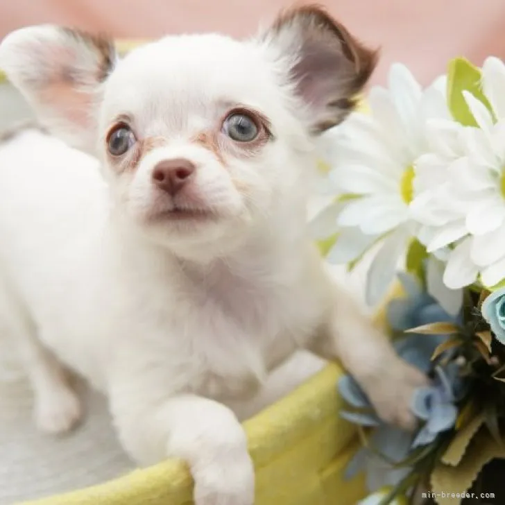 ID:2308-01184の子犬