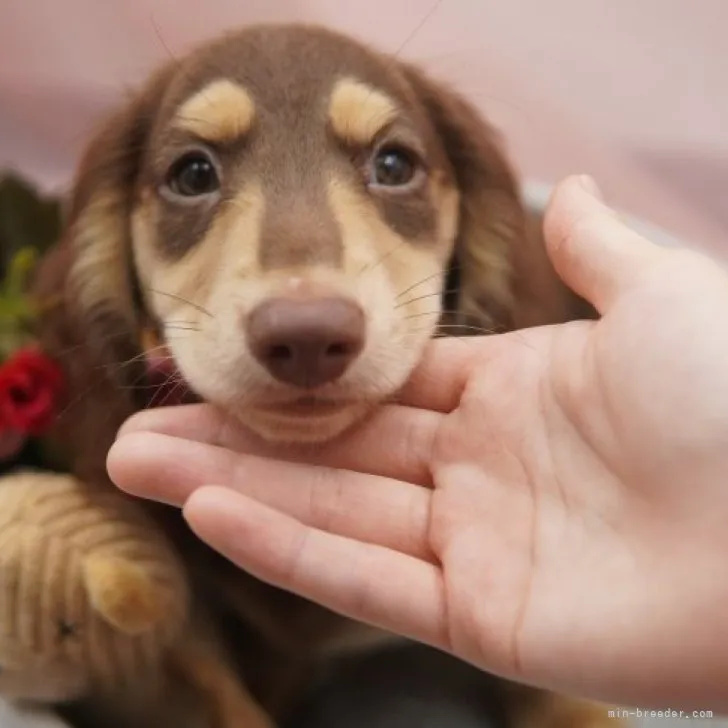 ID:2307-03939の子犬