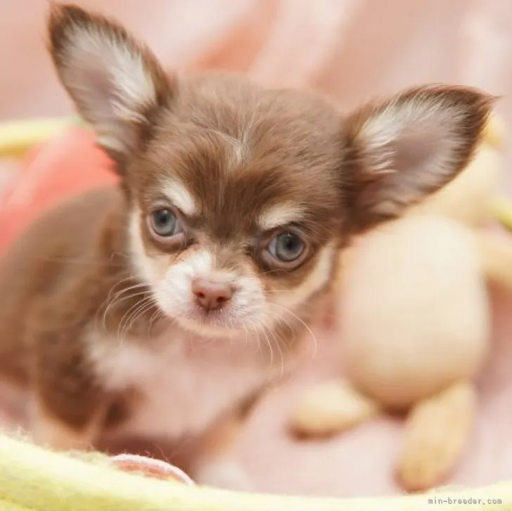 ID：2308-01350の子犬