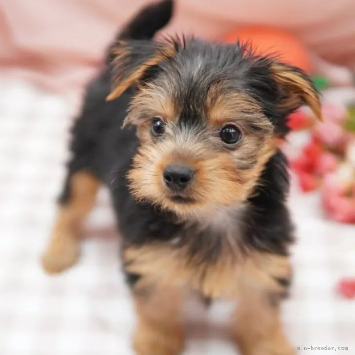ID：2308-06120の子犬