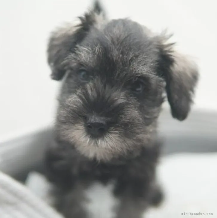 ID：2307-03991の子犬