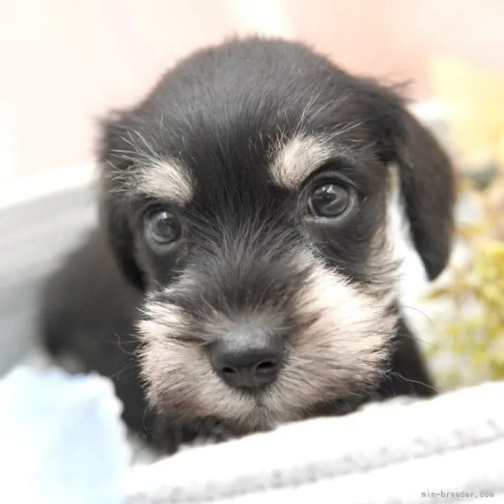 ID:2307-02990の子犬