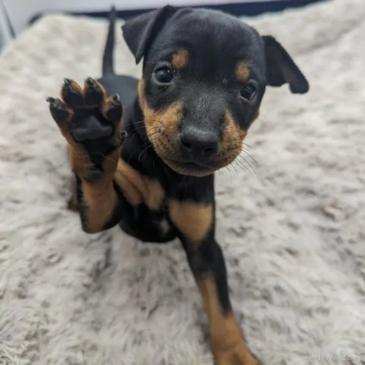 ID:2301-03824の子犬