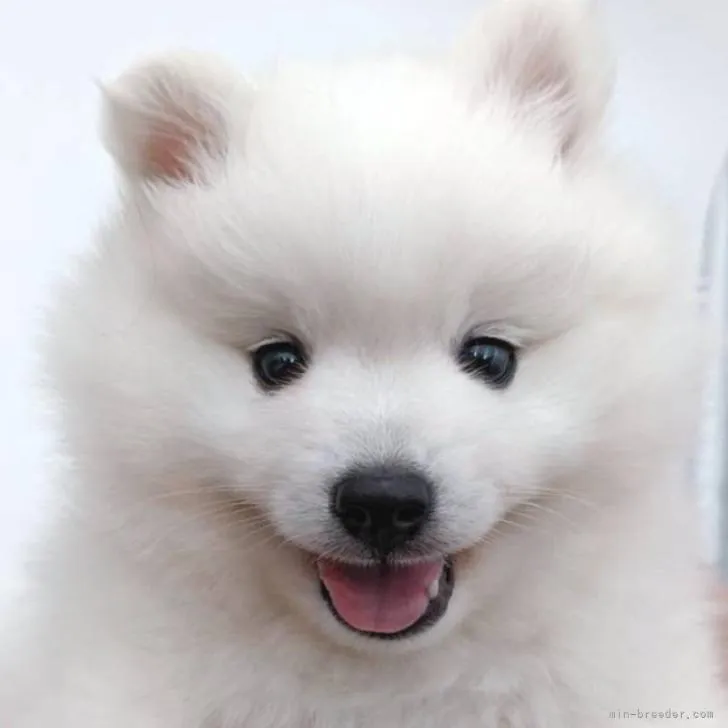ID:2209-00075の子犬