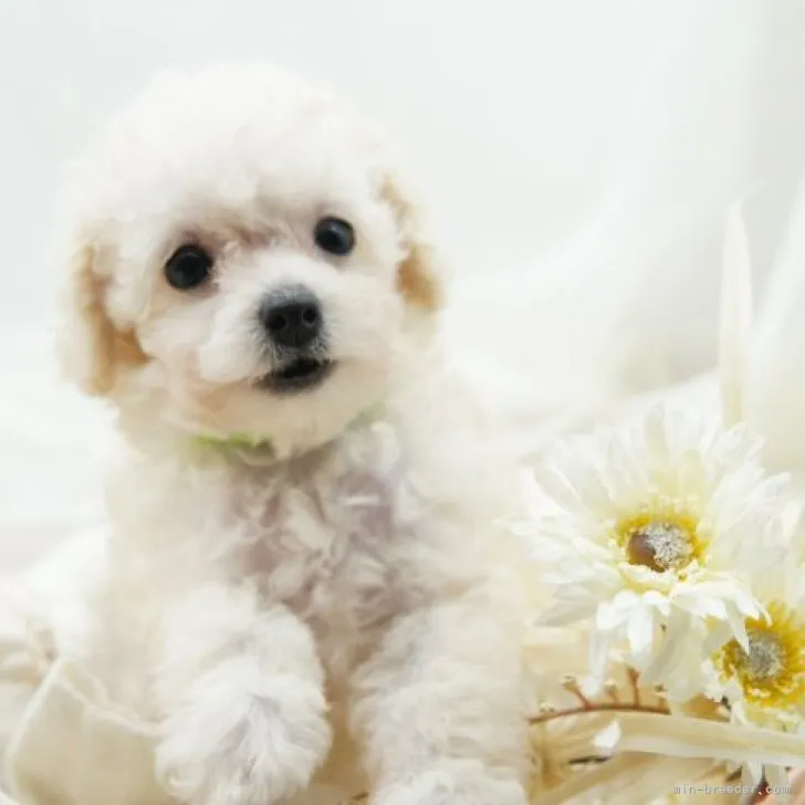 ID:2310-01366の子犬
