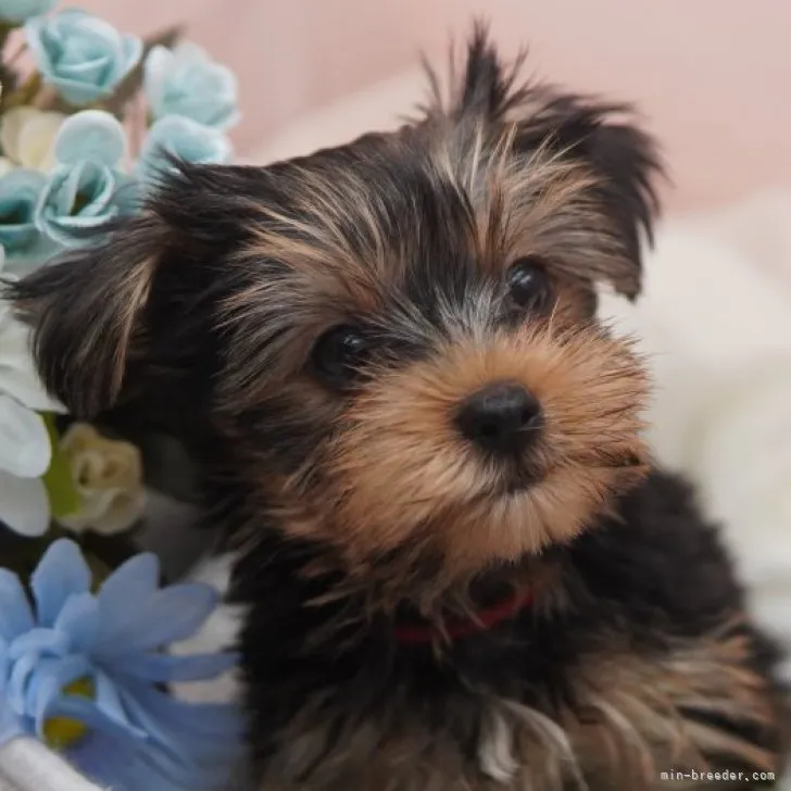 ID：2307-00771の子犬