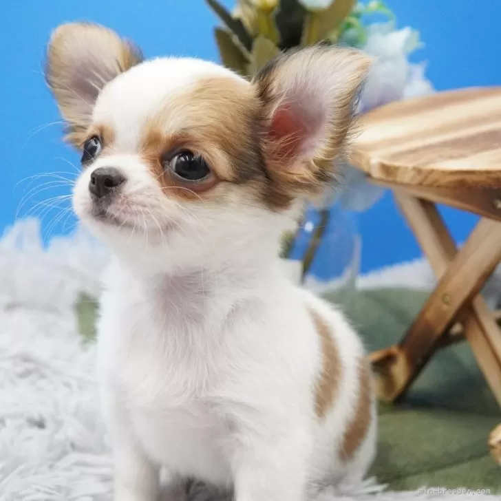 ID:2402-06361の子犬