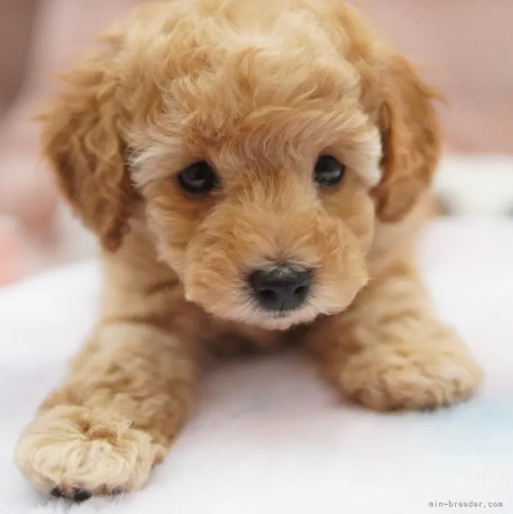 ID:2306-04157の子犬