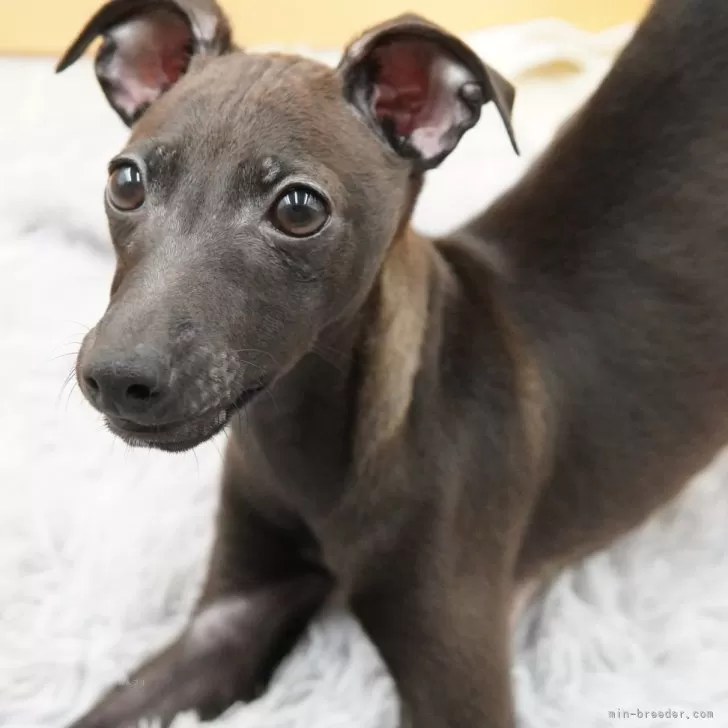 コタロー 様のお迎えした子犬