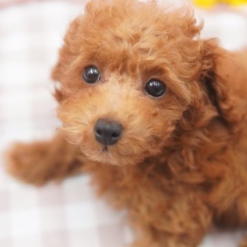 トイプードル(トイ)【東京都・女の子・2023年6月1日・レッド】の写真「両親遺伝子検査クリア💐元気いっぱいな女の子💐」