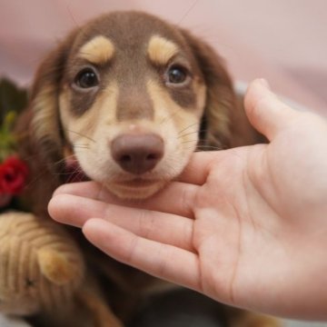 ミニチュアダックスフンド(ロング)【東京都・男の子・2023年5月13日・チョコレート&タン】の写真「とっても甘えん坊で可愛い男の子！」