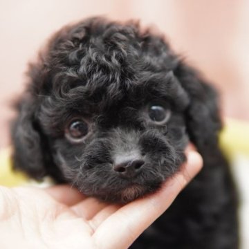 チワプー(チワワ×プードル)【東京都・女の子・2023年6月13日・ブラック】の写真「💓まんまる可愛いチワプーの女の子💓」