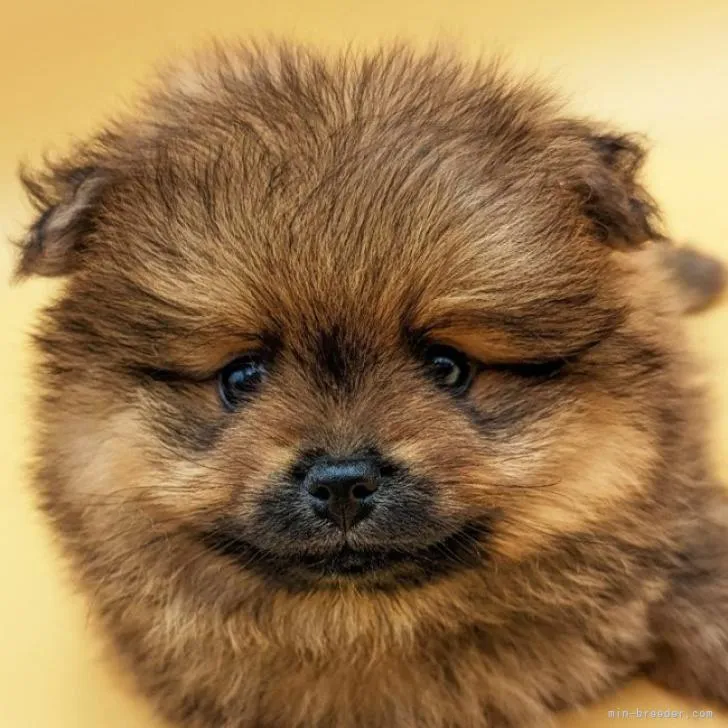 ID：2209-01405の子犬