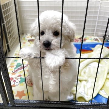 トイプードル(タイニー)【愛知県・女の子・2025年3月22日・クリーム】の写真「毛量多く ふわもこちゃんです！」